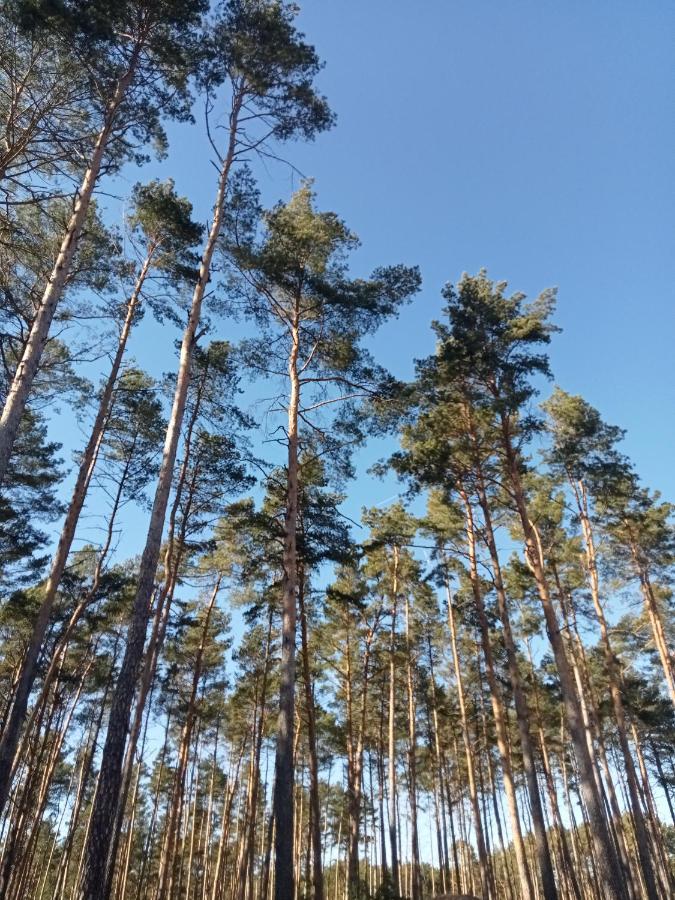 Ferienzimmer Waldzauber Borkwalde ภายนอก รูปภาพ